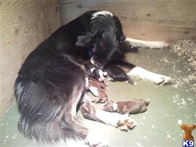 Top pedigree working sheepdogs
